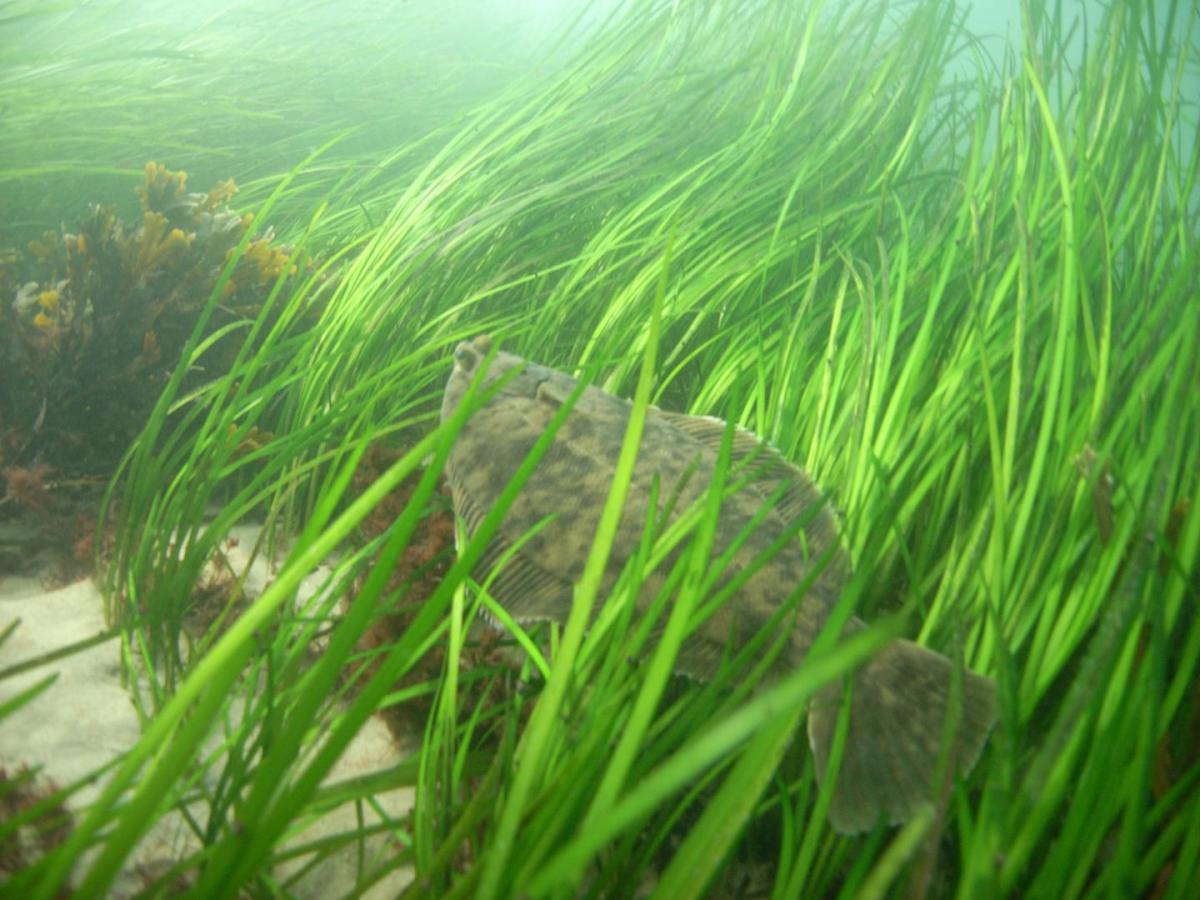 boston harbor | boston harbor flounder