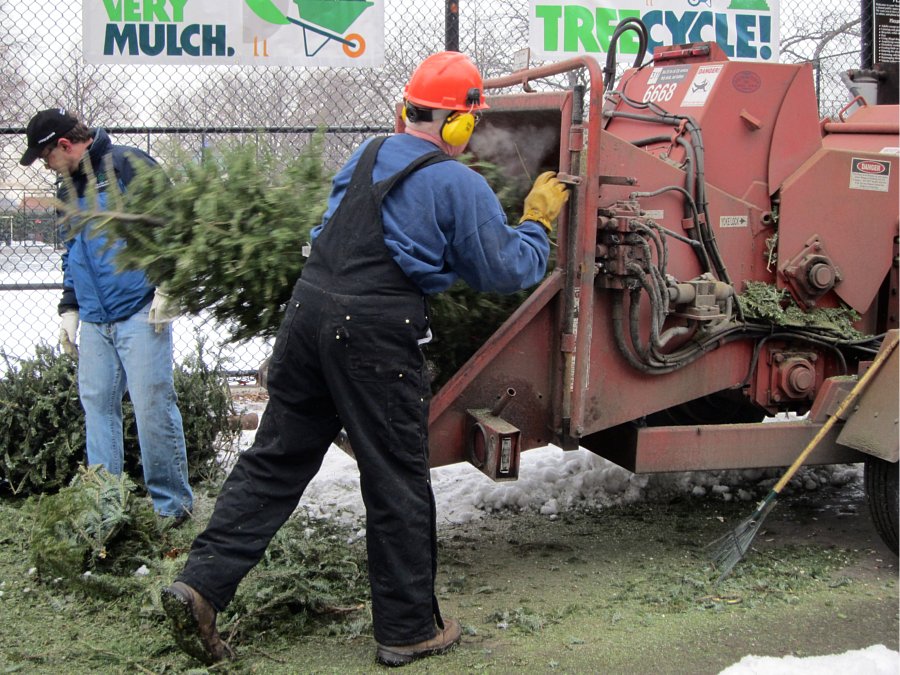 christmas tree recycling | mulchfest 2019