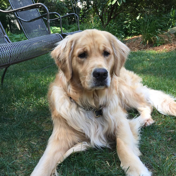 |<image-caption></p>
<p>Callie is a lovely lump of golden retriever, the breed that ranks third on the AKC|Kieran Tintle” title=”|<image-caption>
<p>Callie is a lovely lump of golden retriever, the breed that ranks third on the AKC|Kieran Tintle” /></div>
<p><!-- END scald=3545 --></div>
</div>
<p></text><text>
<p>Here arethe AKC’s top 10 most popular pooch breeds for 2016:
<p>1. Labrador Retriever
<p>2. German Shepherd Dog
<p>3. Golden Retriever
<p>4. Bulldog
<p>5. Beagle
<p>6. French Bulldog
<p>7. Poodle (up one spot from 2015’s ranking)
<p>8. Rottweiler (up one spot from 2015’s ranking)
<p>9. Yorkshire Terrier (down two spots since 2015)
<p>10. Boxer
<p></text><text>
<p>In New York, the French bulldog usurped the top spot, kicking the Lab to second. French bulldogs were favorites in neighborhood like Astoria, Chelsea, FiDi, Murray Hill, Park Slope and Washington Heights.</p>
<p></text>
<blockquote class=