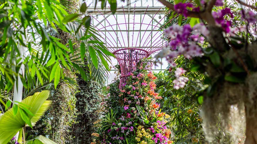 new york botanical garden 2019 orchid show singapore things to do in nyc