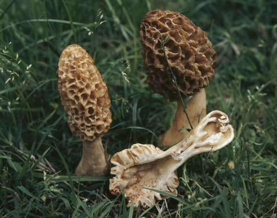 are wild mushrooms edible