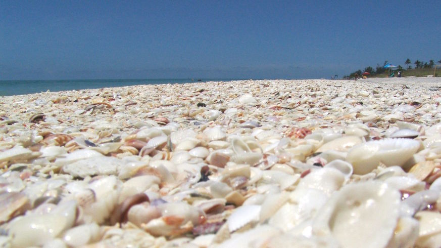 Captiva Island's beaches are famous among shell hunters.