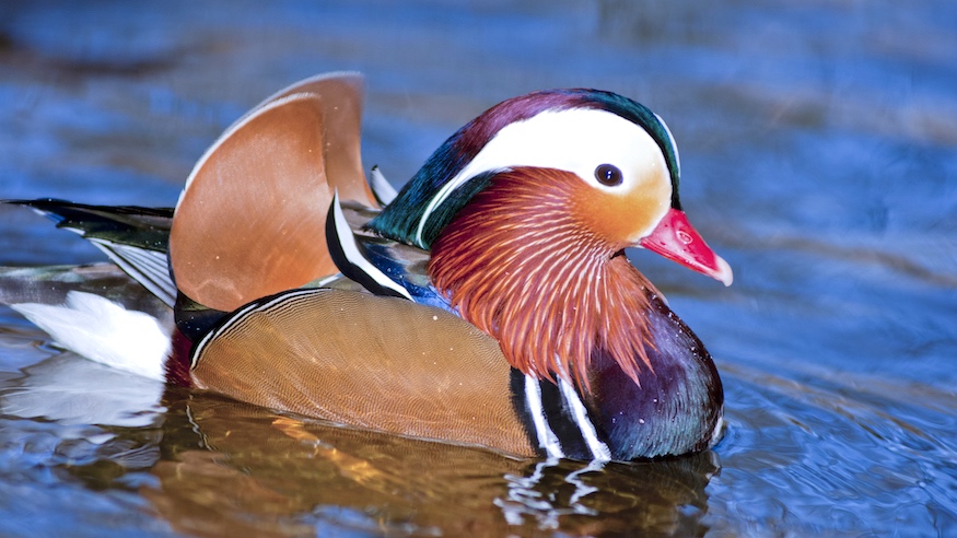 where to see the mandarin duck in nyc