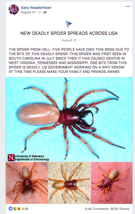 Deadly spiders hoax