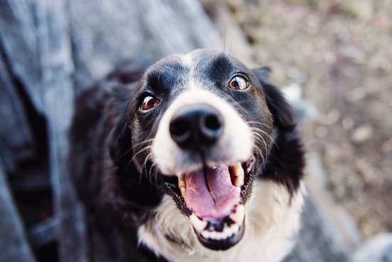 don't leave dogs in air conditioned cars either