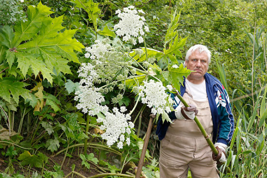 Giant hogweed facts