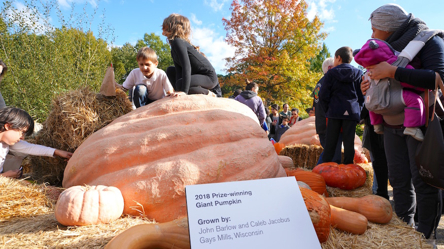 giant pumpkins new york botanical garden spooky halloween events