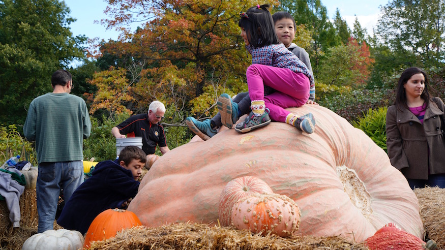 giant pumpkins new york botanical garden spooky halloween events