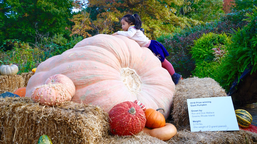 giant pumpkins new york botanical garden spooky halloween events