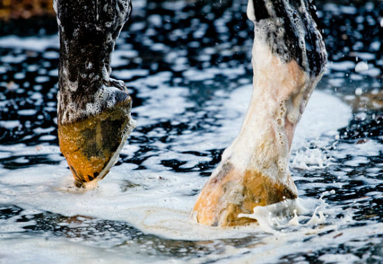 Hepatitis A vaccine before the Kentucky Derby