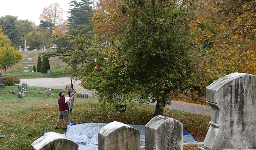 Joy Doumis and Jeremy Hammond harvesting apples in Green-Wood Cemetery.