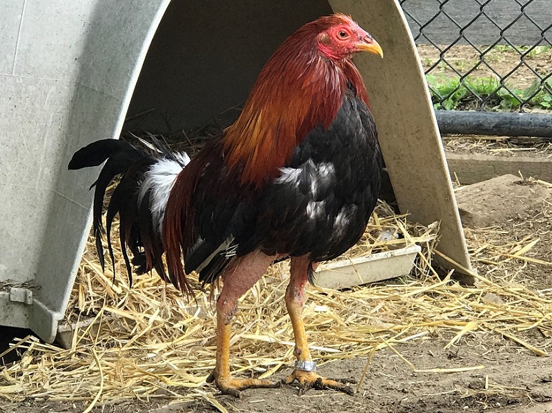 mspca roosters