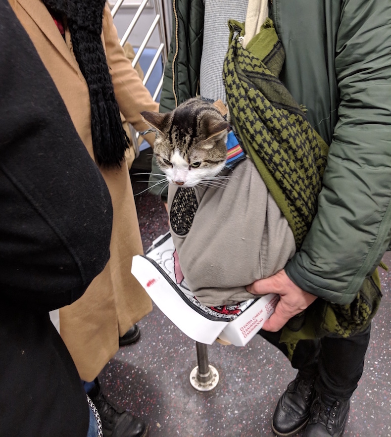 nyc subway cat morty commuting mta