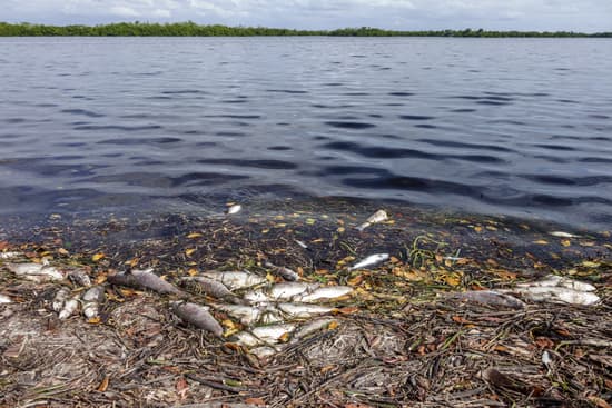 Red tide is killing marine life in Florida