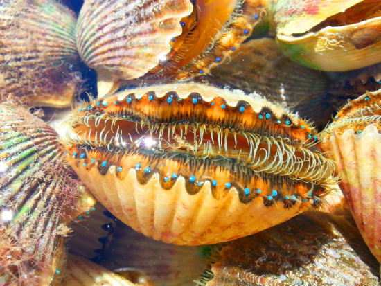 Scalloping